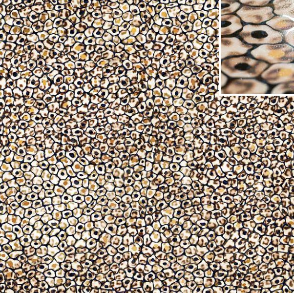 Ivory Current 49 ceramic surface