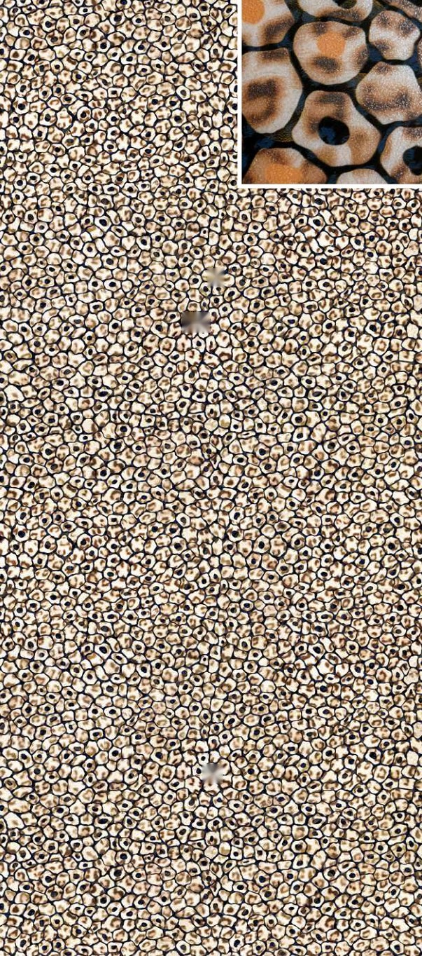 Ivory Trace 59 ceramic surface